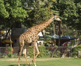Lahore Zoo Earns Record Rs 14.89 Million During Eid 2026