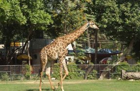 Lahore Zoo Earns Record Rs 14.89 Million During Eid 2026