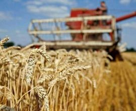 Punjab wheat crops