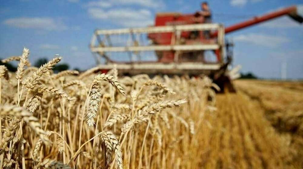 Late March Rains to Impact Wheat Crop Across Punjab