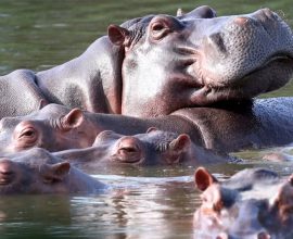 Indian Billionaire’s Son Offers to Save Escobar’s Hippos