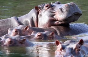 Indian Billionaire’s Son Offers to Save Escobar’s Hippos