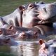 Indian Billionaire’s Son Offers to Save Escobar’s Hippos