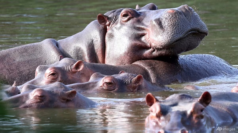 Indian Billionaire’s Son Offers to Save Escobar’s Hippos