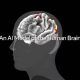 Meta TRIBEv2 Predicts Viral Content Using Human Brain Data