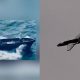 Mudamir LR: Pakistan’s Indigenous Shahed-Style Kamikaze Drone
