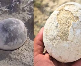 ancient dinosaur eggs