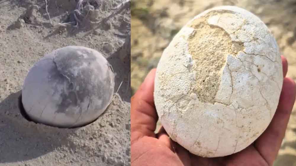 Ancient Dinosaur Eggs Discovered in France Offer New Insights