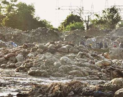 Karachi Eid animal waste