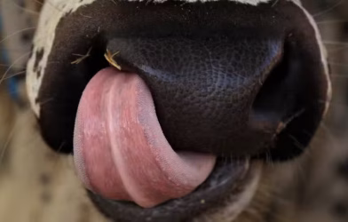 sacrificial animals diseases