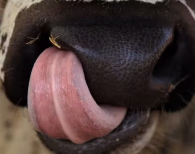 sacrificial animals diseases