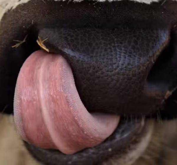sacrificial animals diseases