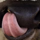 sacrificial animals diseases