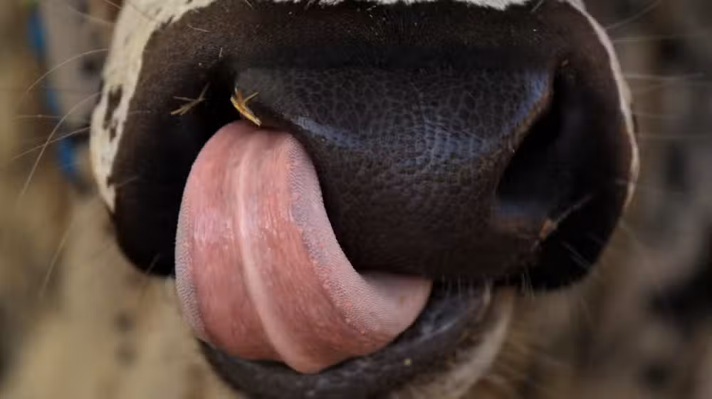 sacrificial animals diseases