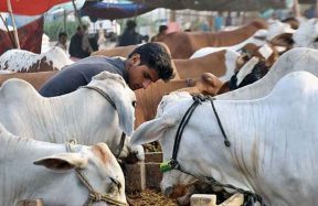 Eid ul Adha 2026 Pakistan