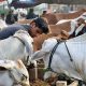 Eid ul Adha 2026 Pakistan