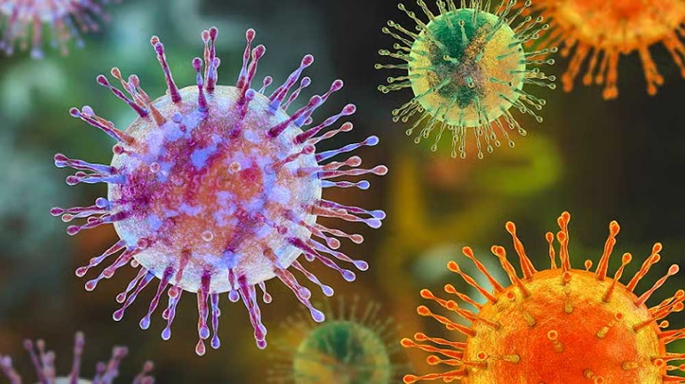 Hantavirus Explained Symptoms Transmission Mortality Rate and Treatment