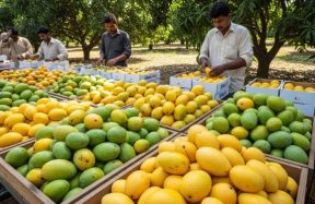 Pakistan's mango output falls