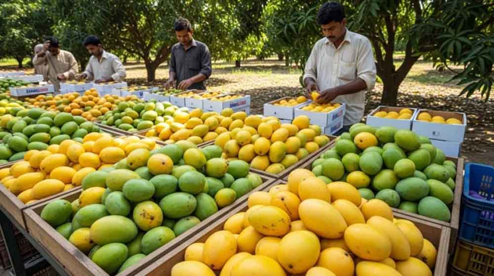 Pakistan Mango Output Falls 20% Due to Late Season Arrival