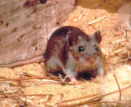 KP reports multiple deaths due to rat bites