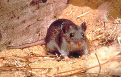 KP reports multiple deaths due to rat bites