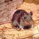 KP reports multiple deaths due to rat bites