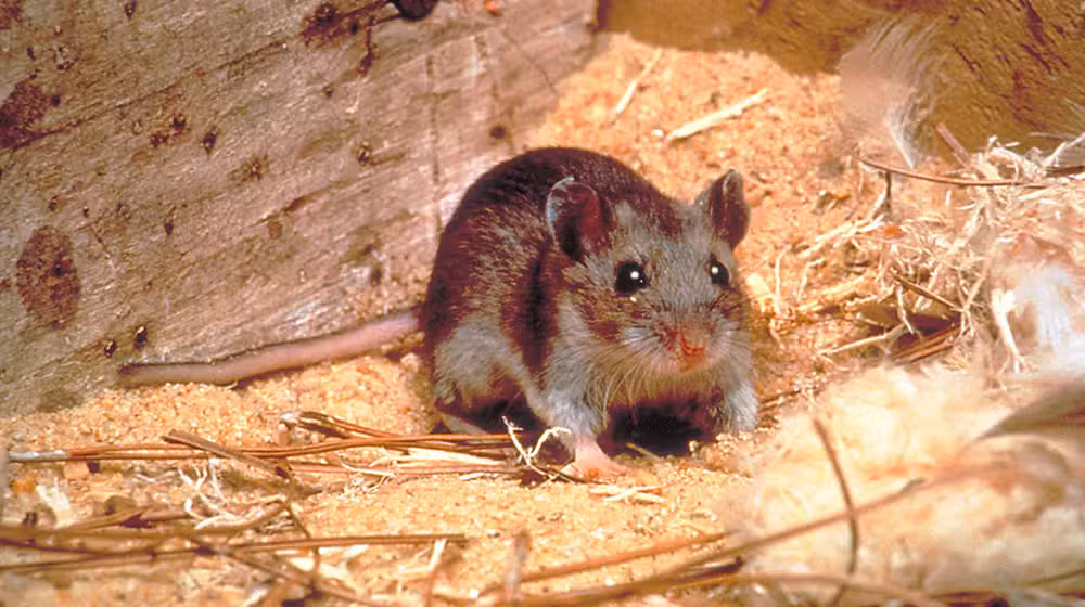 KP Reports Multiple Deaths Due to Rat Bites as Hantavirus Fear Grows
