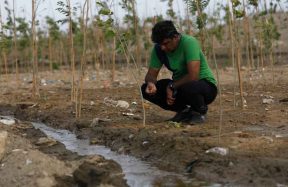 Karachi urban forest project