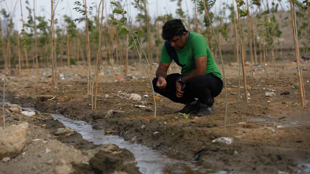 Karachi urban forest project