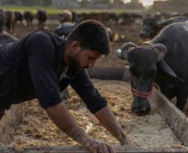 buffalo embryo exports