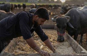 buffalo embryo exports