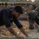 buffalo embryo exports