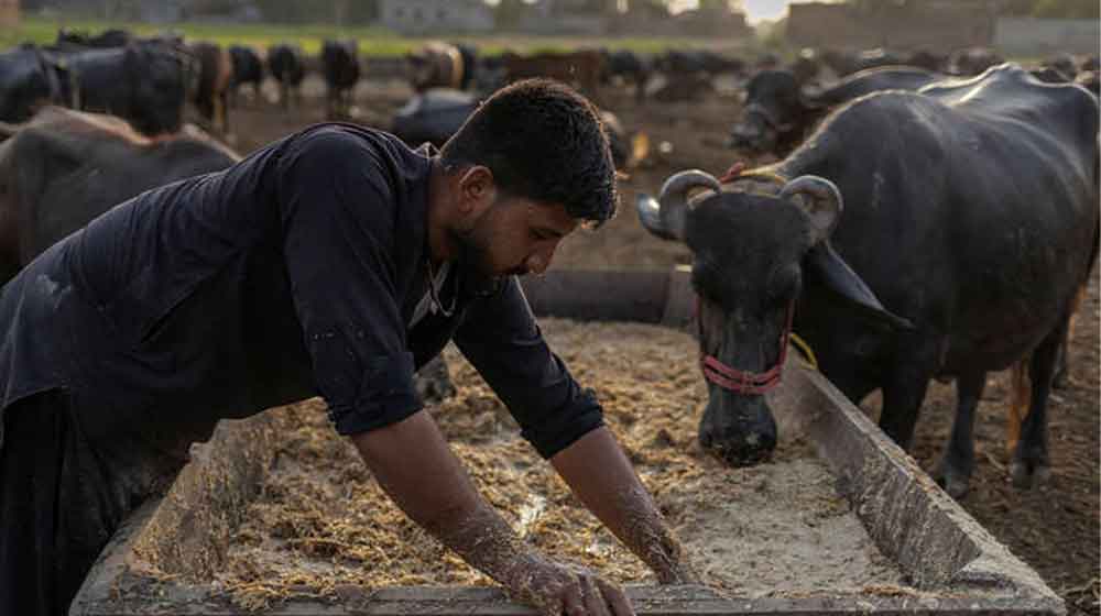 China Seeks to Import More Neeli Ravi Buffalo Embryos From Pakistan