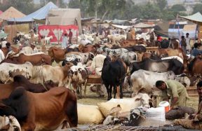 cattle markets for Eidul Azha