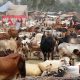 cattle markets for Eidul Azha