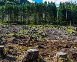 Pakistan deforestation rate