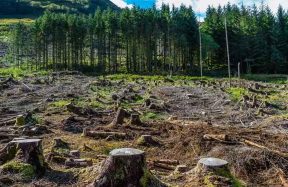 Pakistan deforestation rate