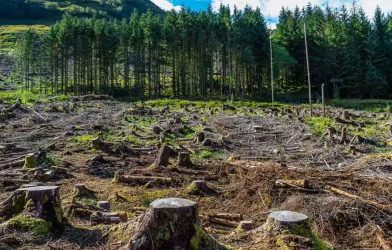 Pakistan deforestation rate