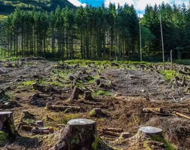 Pakistan deforestation rate