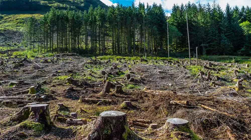 Pakistan deforestation rate