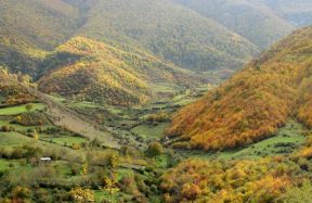 Balochistan tree cutting ban