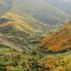 Balochistan tree cutting ban