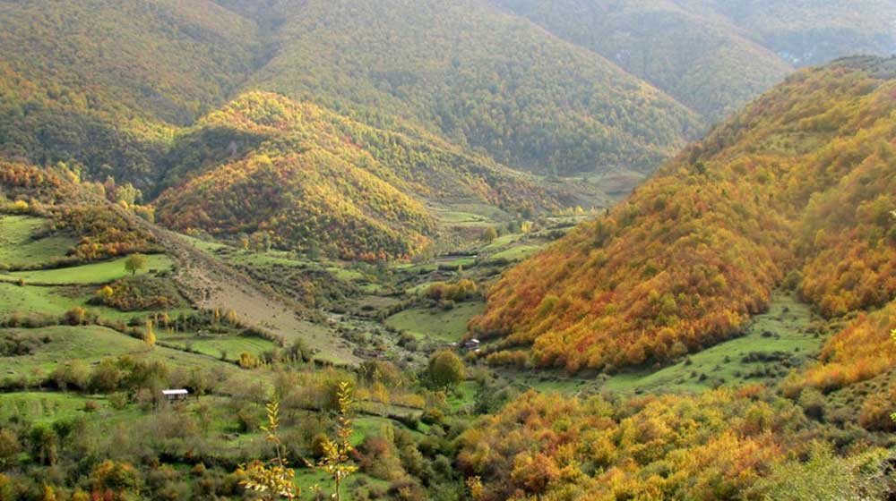 Balochistan tree cutting ban