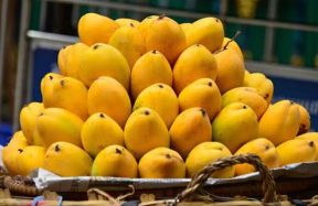 Pakistan mango exports decline