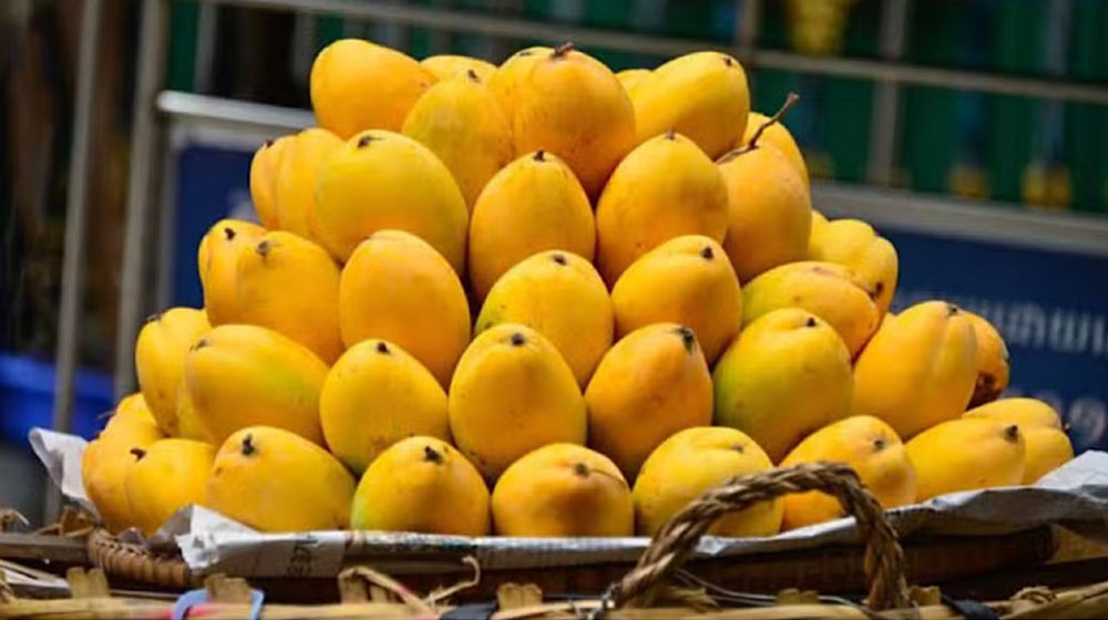 Pakistan Mango Exports Hit By Middle East Disruption