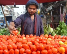 tomato prices