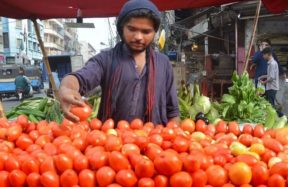 tomato prices