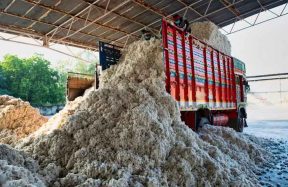 cotton sales tax