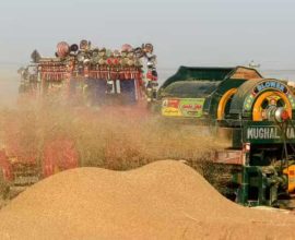 wheat import decision
