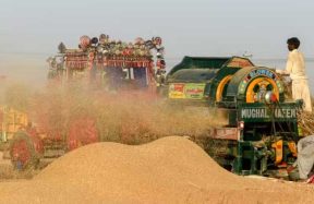 wheat import decision